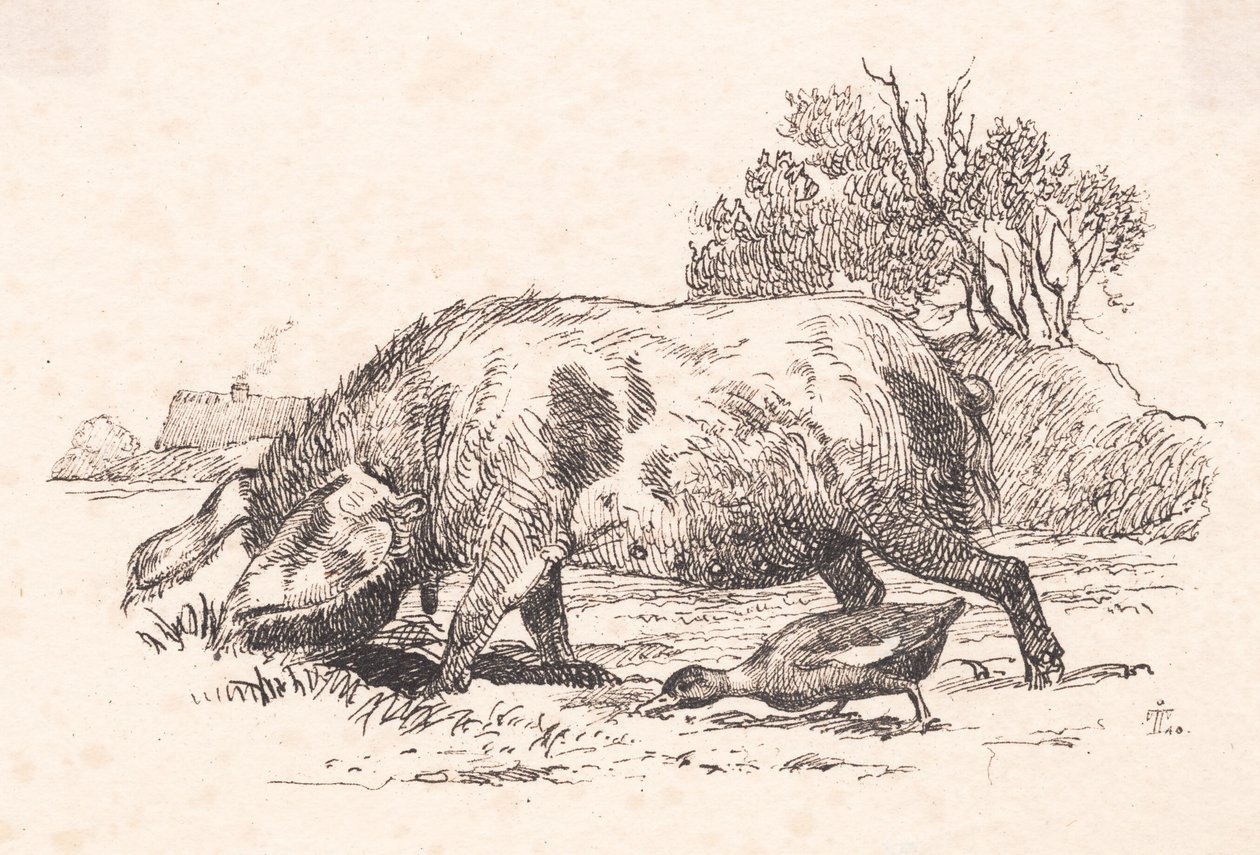 Il maiale e l