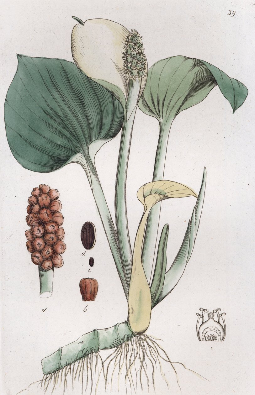 Calla palustris da Johan Wilhelm Palmstruch