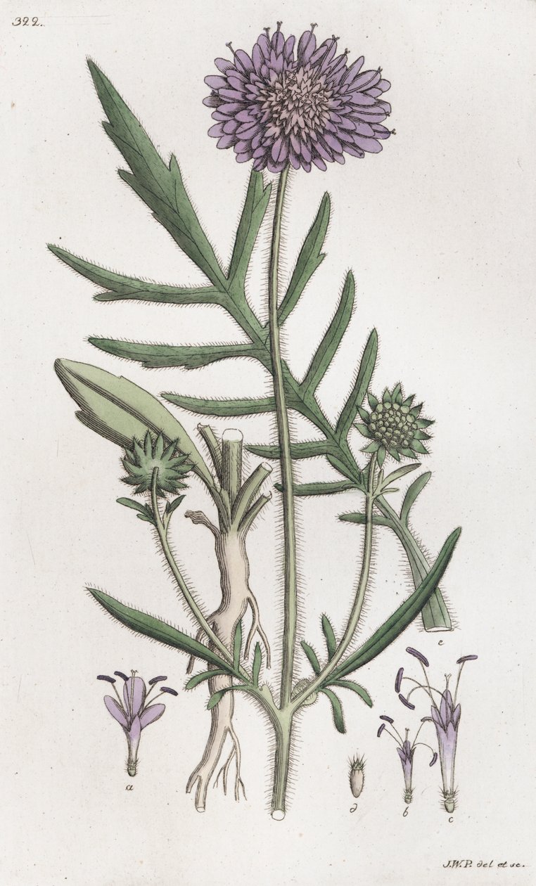 Scabiosa arvensis da Johan Wilhelm Palmstruch