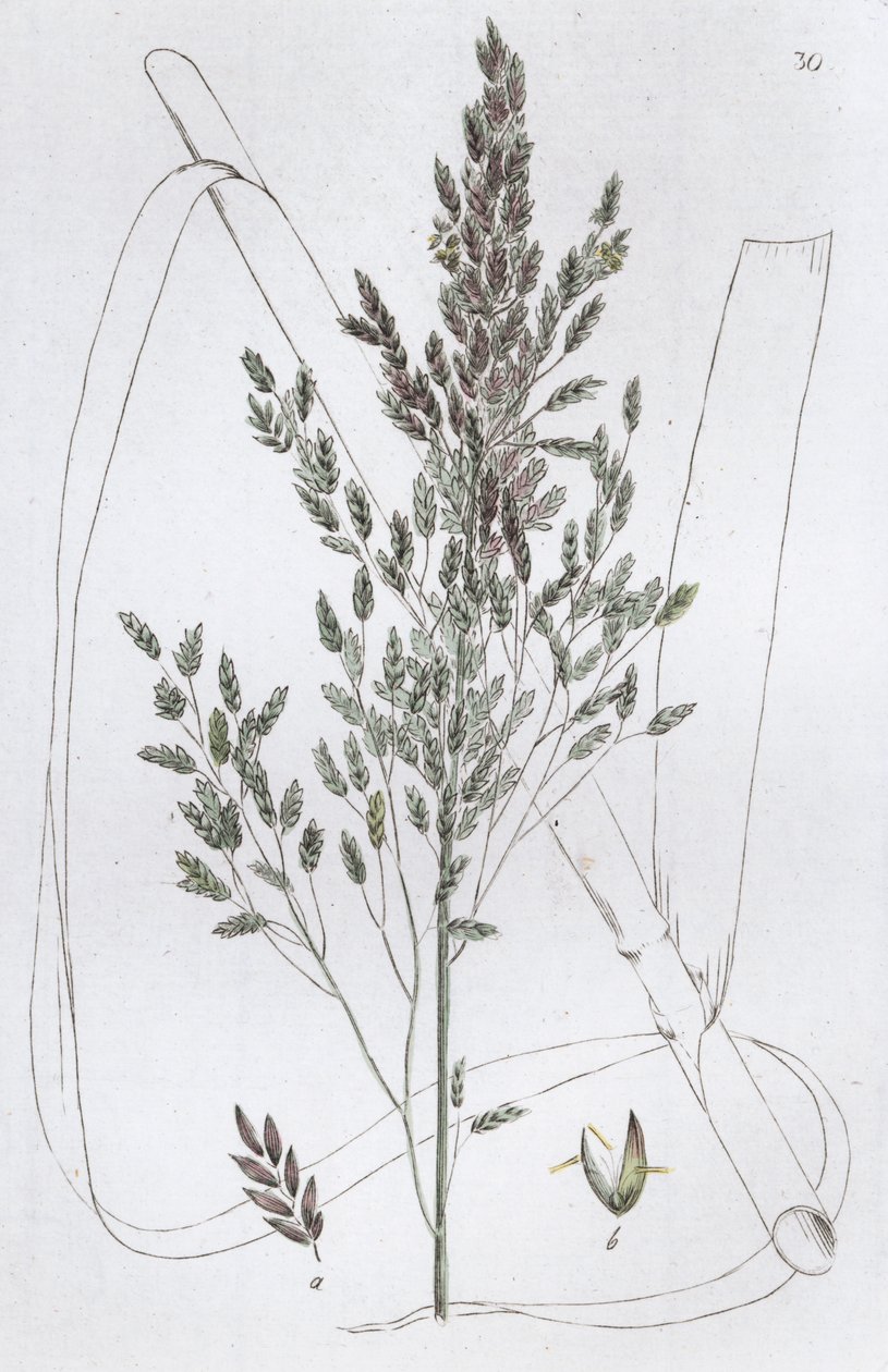 Poa acquatica, 1804-1811 da Johan Wilhelm Palmstruch