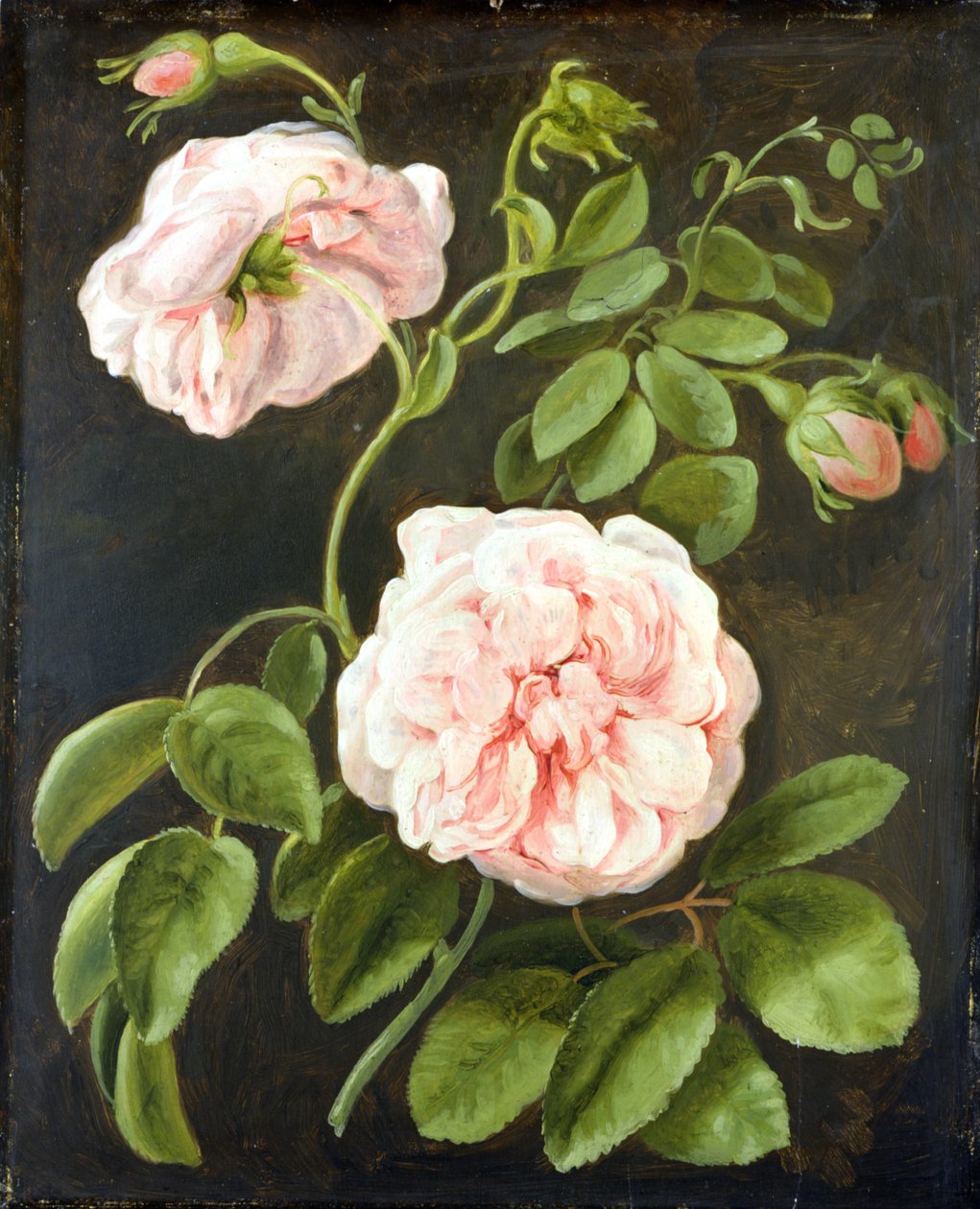 Studio di fiori da Johann Friedrich August Tischbein