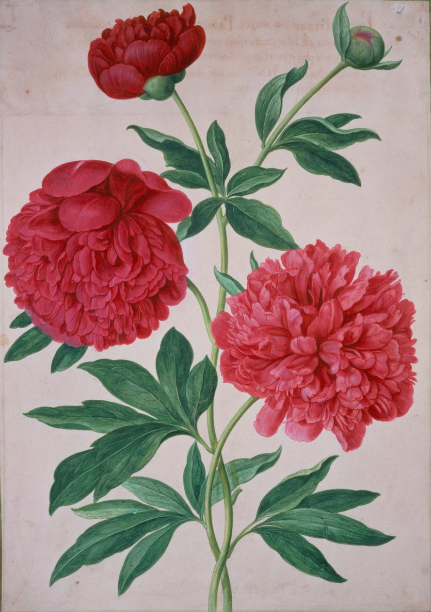 Peonie, tavola 46 dal Nassau Florilegium da Johann Jakob Walther