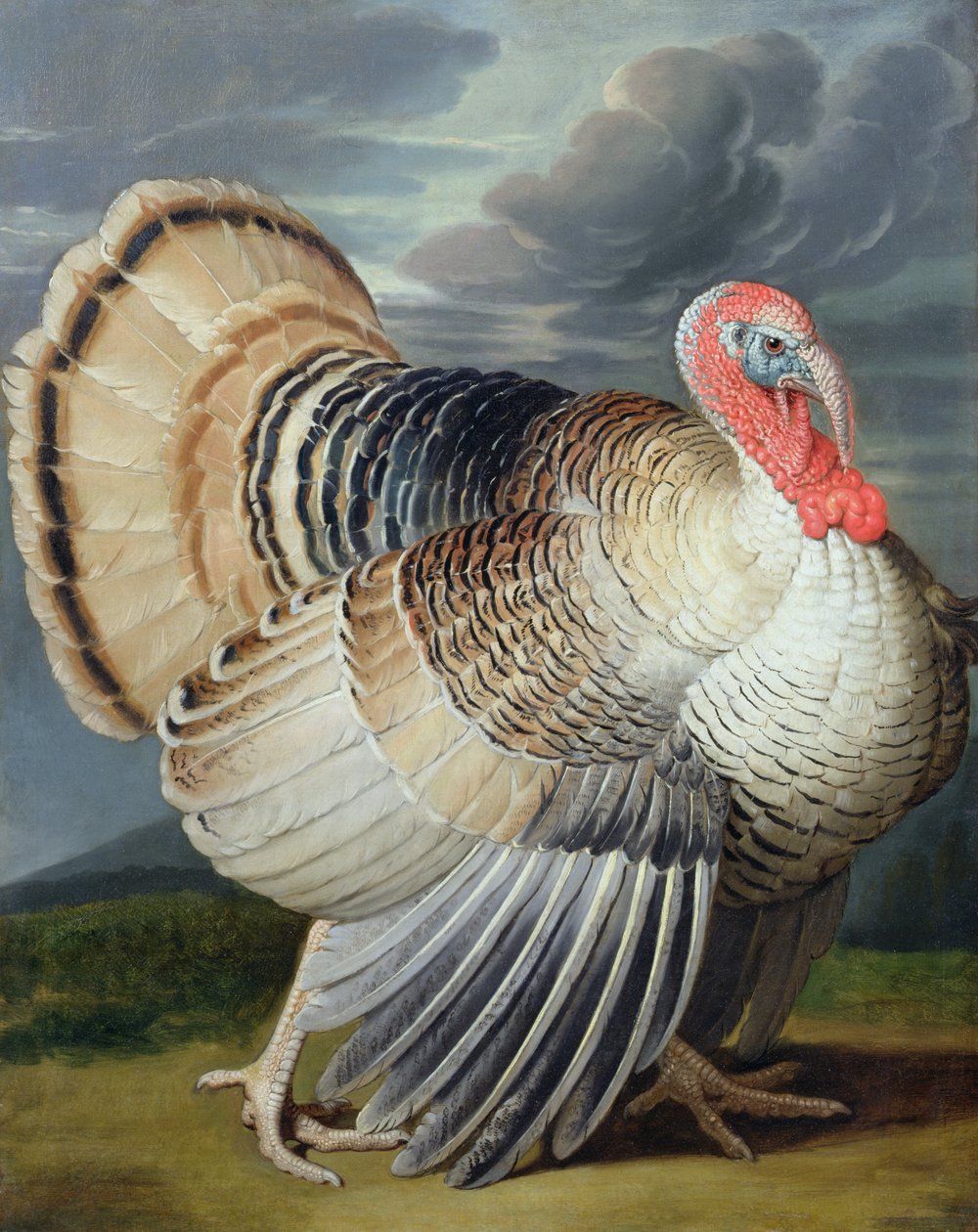 Ritratto di un tacchino da Johann Wenceslaus Peter Wenzal