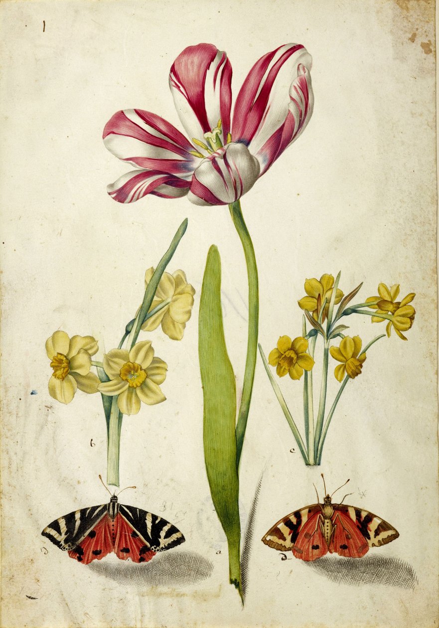 Tulipano, narciso e farfalle, c. 1660 da Johann Bartholomäus Braun