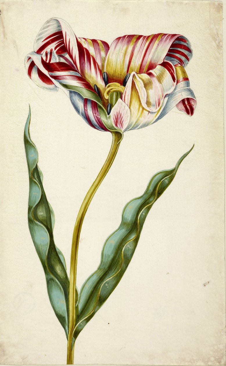 Tulipano da Johann Bartholomäus Braun