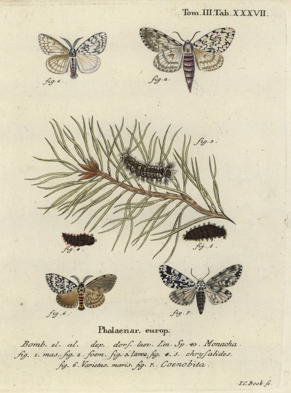 Falena nera e falena gufo da Johann Carl Bock