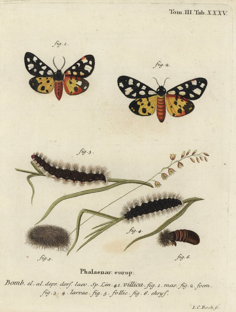 Falena tigre a macchie crema, Epicallia villica da Johann Carl Bock