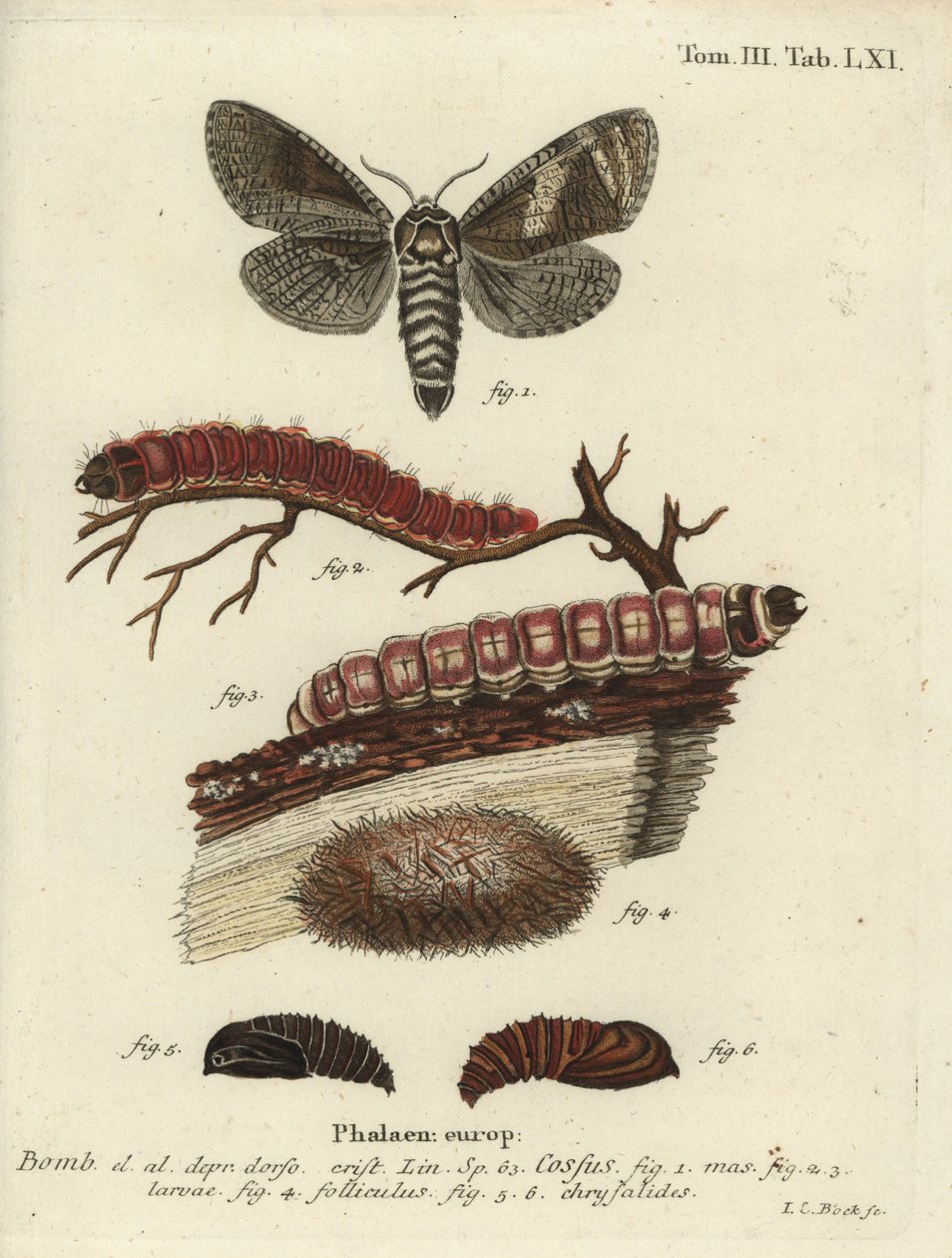 Falena del caprone, Cossus cossus da Johann Carl Bock