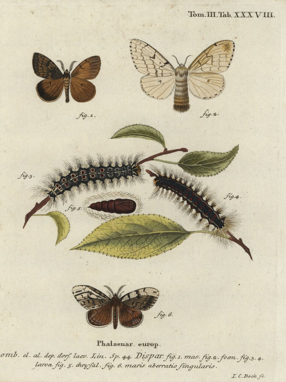 Falena zingara, Lymantria dispar da Johann Carl Bock