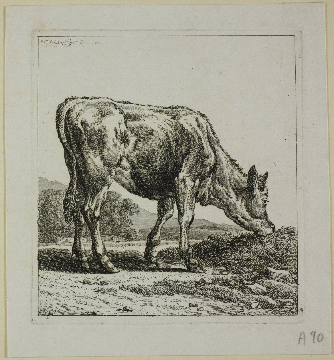 Vitello che si nutre, da Die Zweite Thierfolge da Johann Christian Reinhart