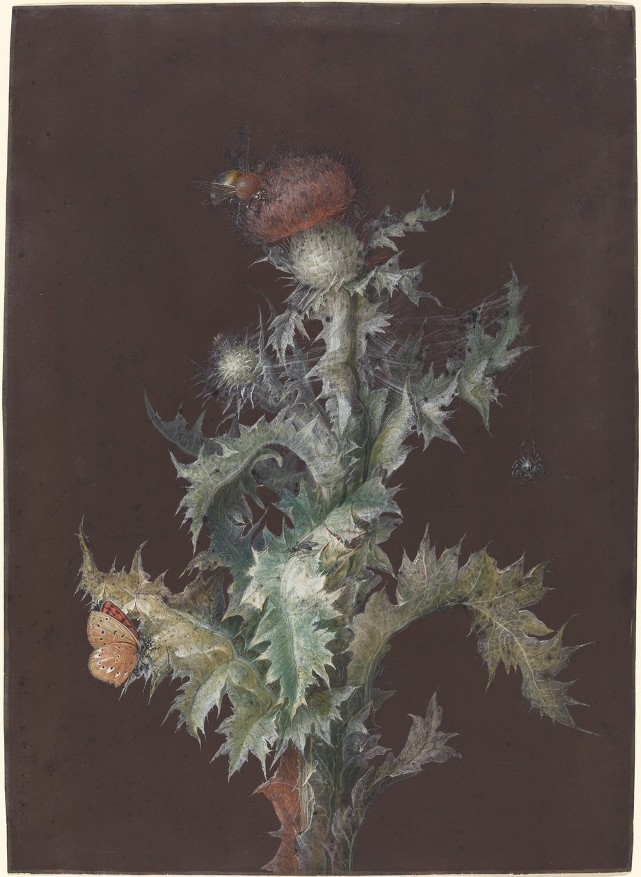 Cardo con insetti da Johann Christoph Dietzsch