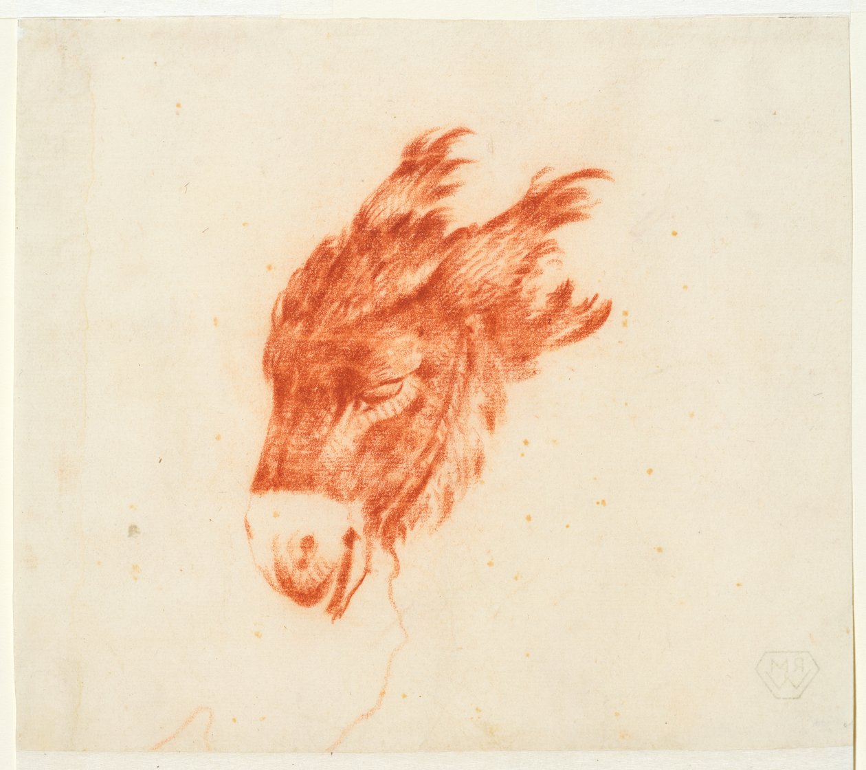 Testa di asino da Johann Elias Ridinger