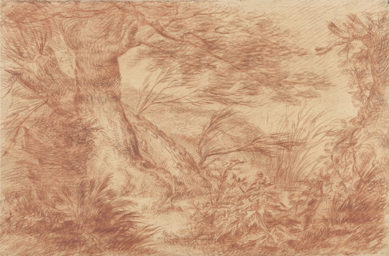 Piante e erbe vicino a tronchi di salici vecchi da Johann Elias Ridinger
