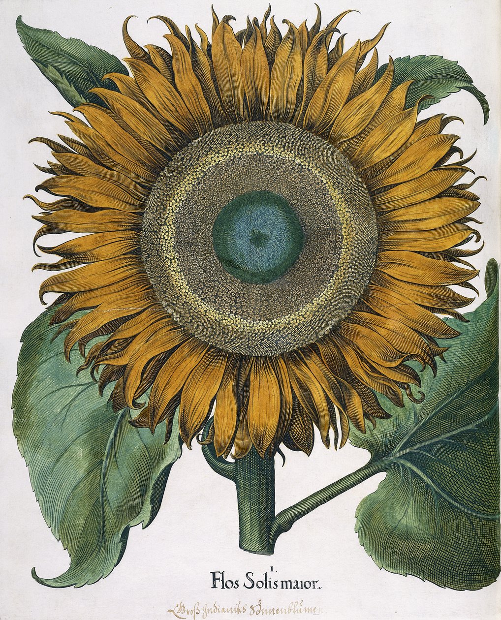 Flos Solis Maior da Johann Ernst Rentsch
