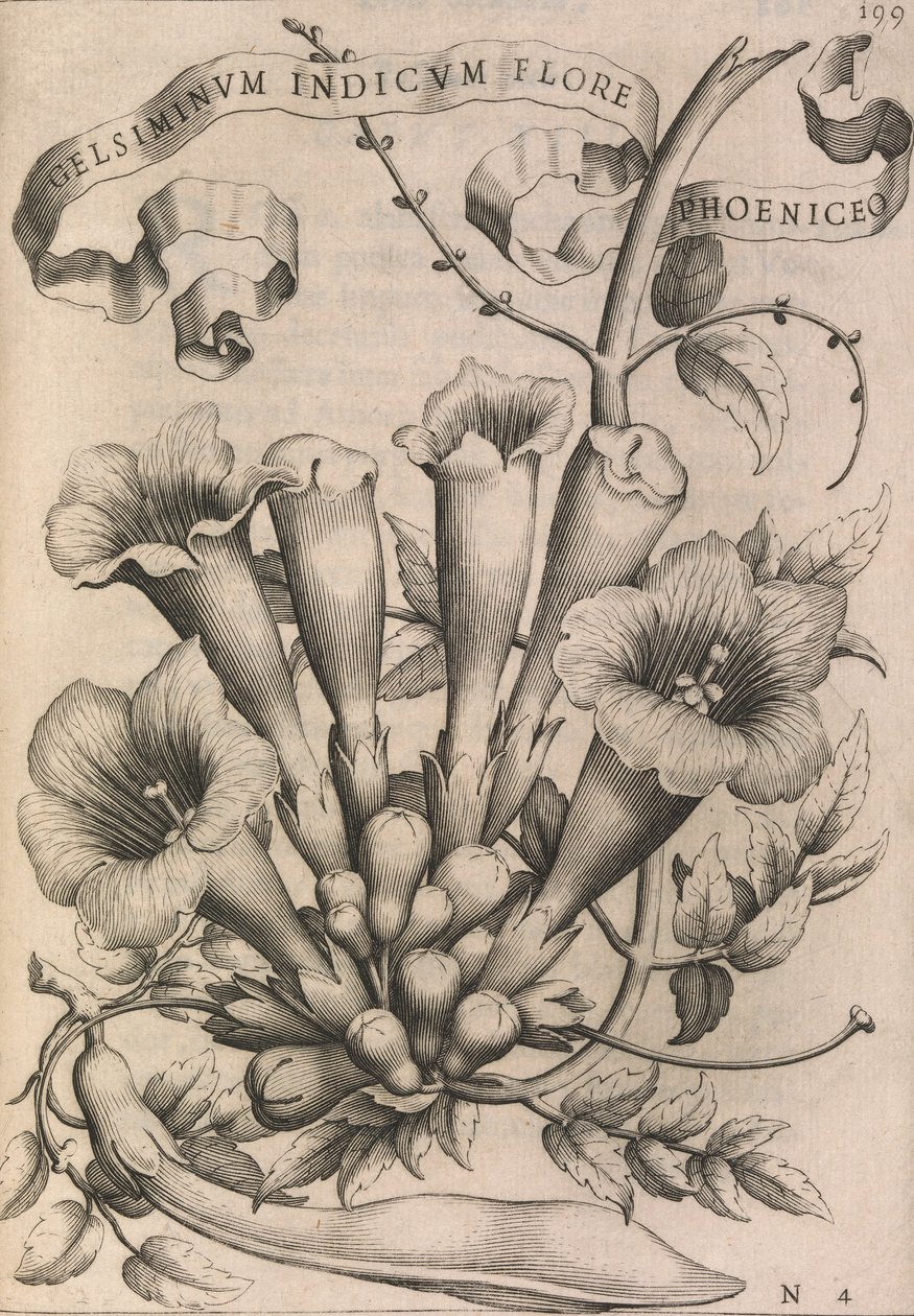 Gelsomino Indiano con Fiore Rosso da Johann Friedrich Greuter