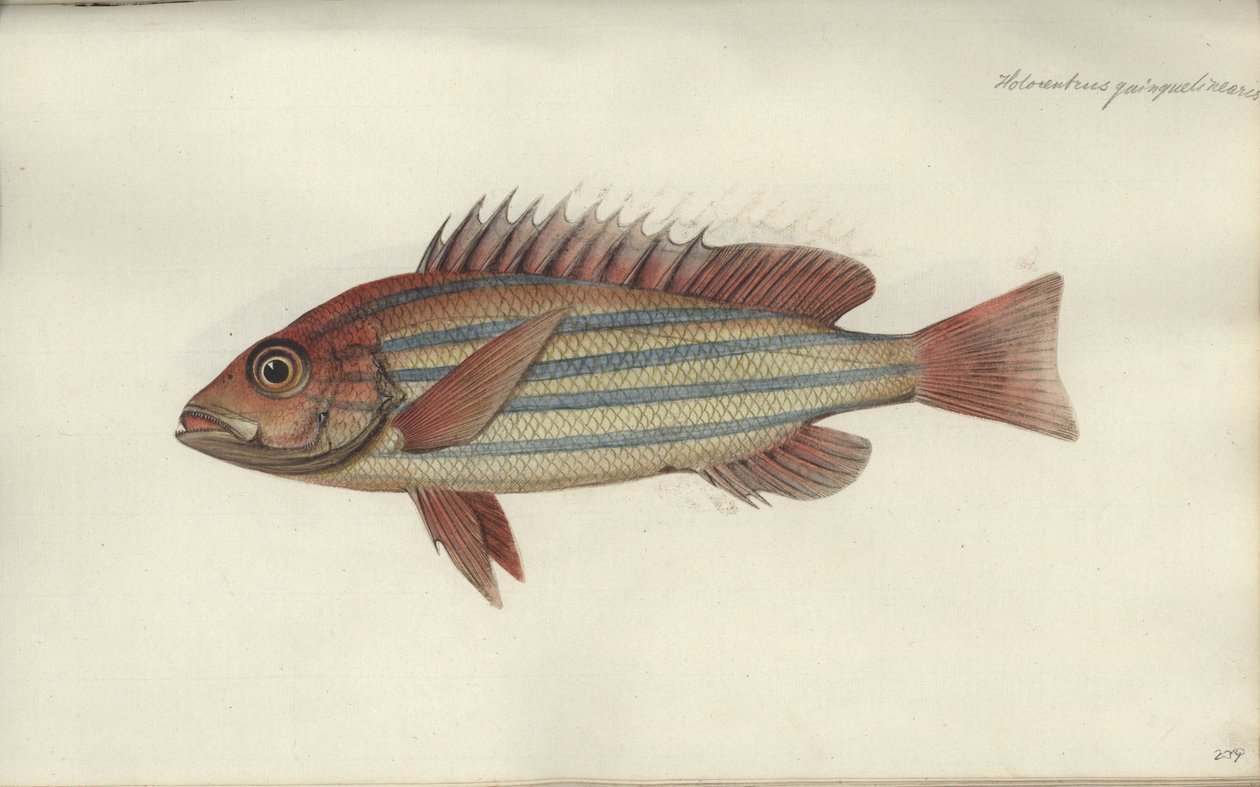 Lutjanus quinquelineatus, prima del 1790 da Johann Friedrich Hennig