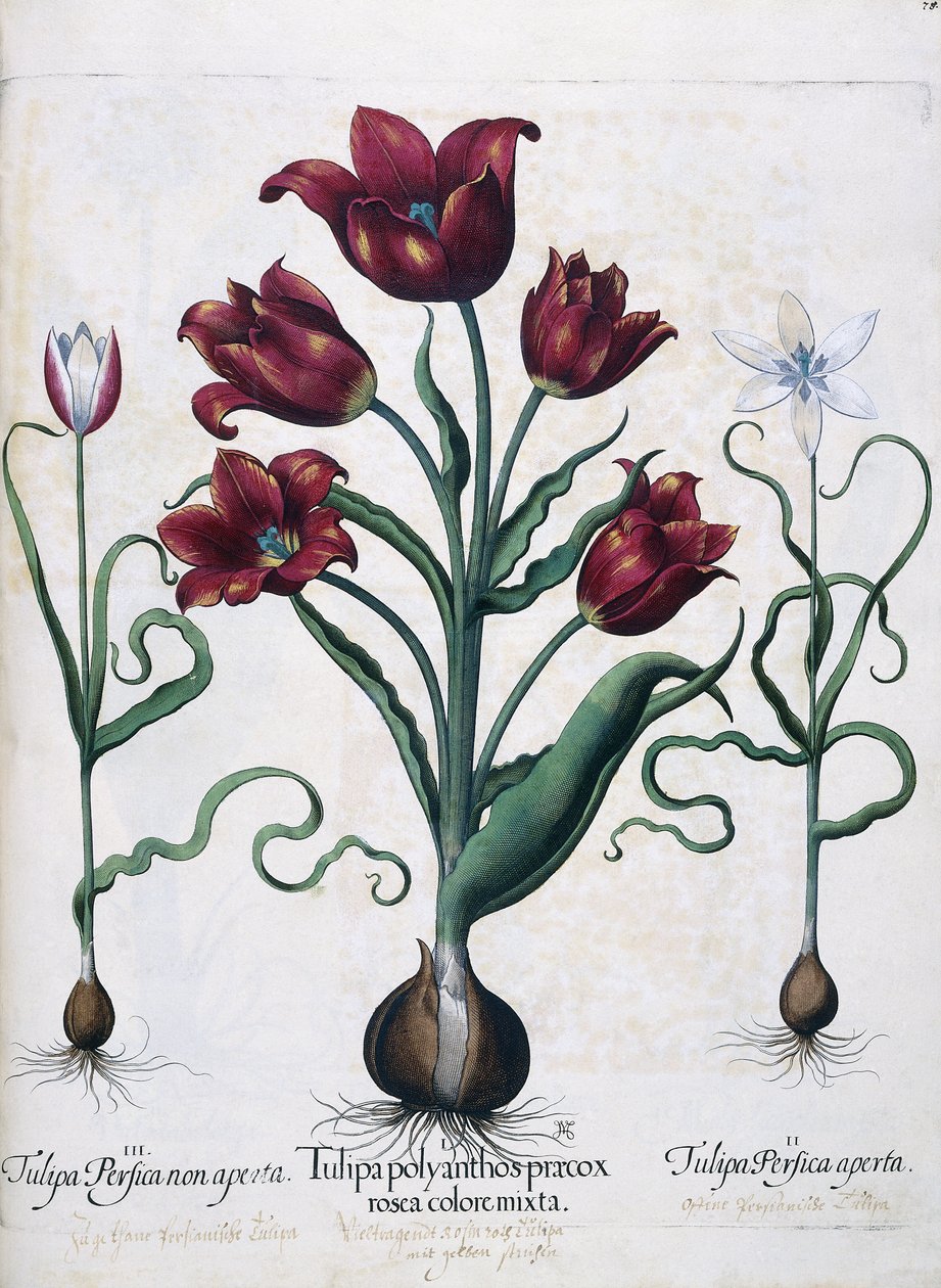 Tulipani, 1613 da Johann Friedrich Meyer