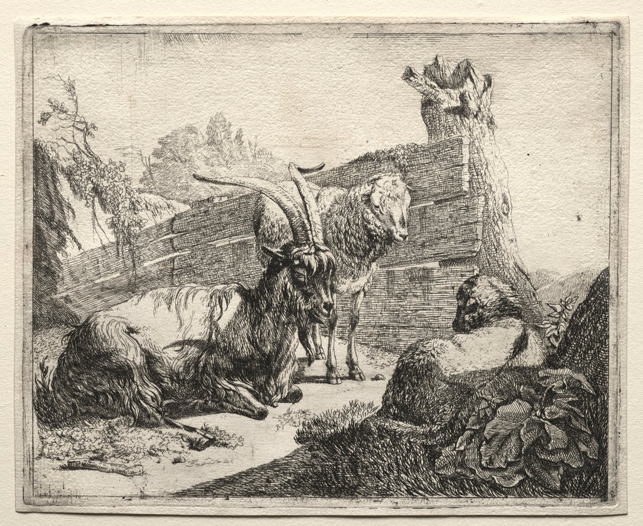 La siepe, 1665 da Johann Heinrich Roos