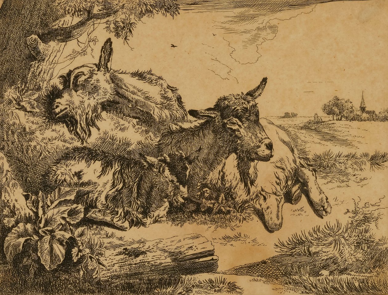 Due capre e un bambino da Johann Heinrich Roos