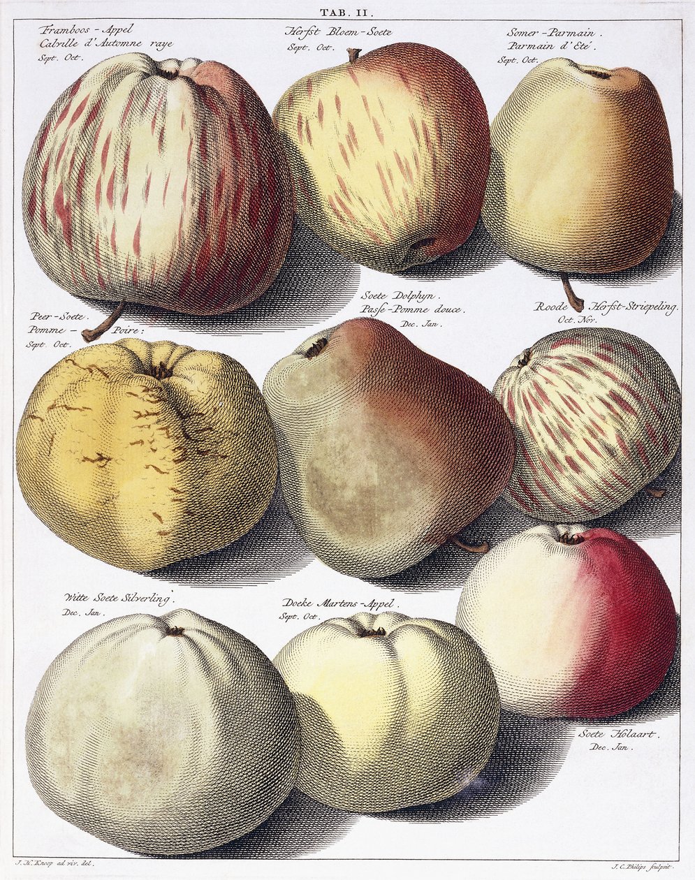 Varie mele da Johann Hermann Knoop