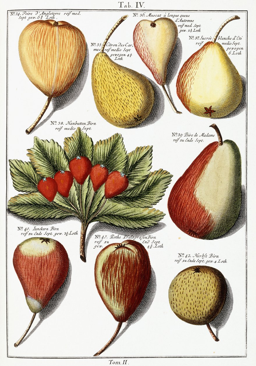 Varie specie di pere, 1760-1766 da Johann Hermann Knoop