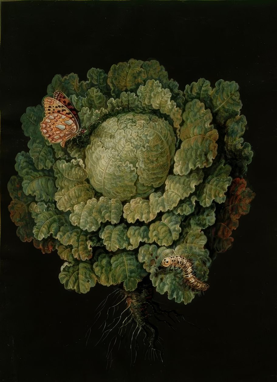 Cavolo verza / Cavolo cappuccio, Farfalla / J. e B. Dietzsch da Johann Jacob Dietzsch