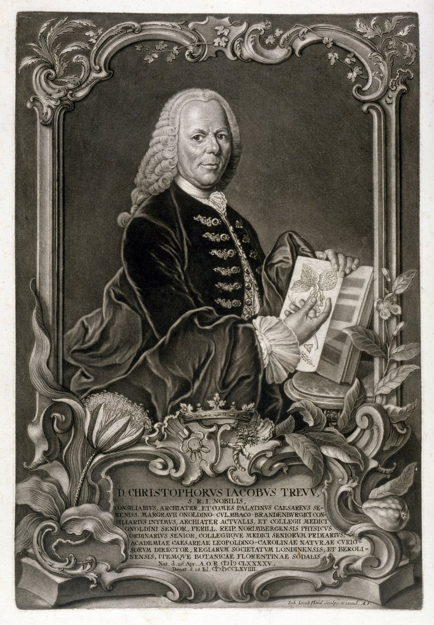 C. J. Trew, Botanico, pub. c.1768 da Johann Jakob Haid
