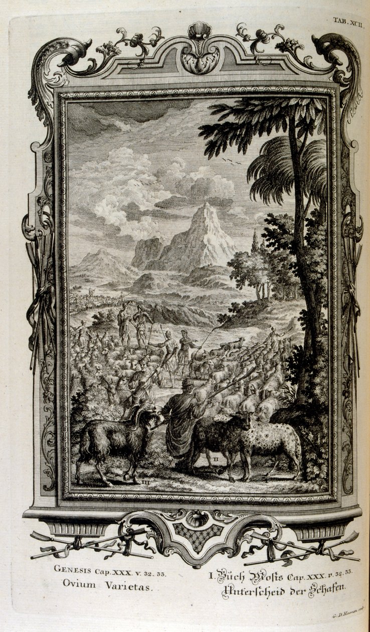 Varietà bibliche di pecore da Johann Jakob Scheuchzer