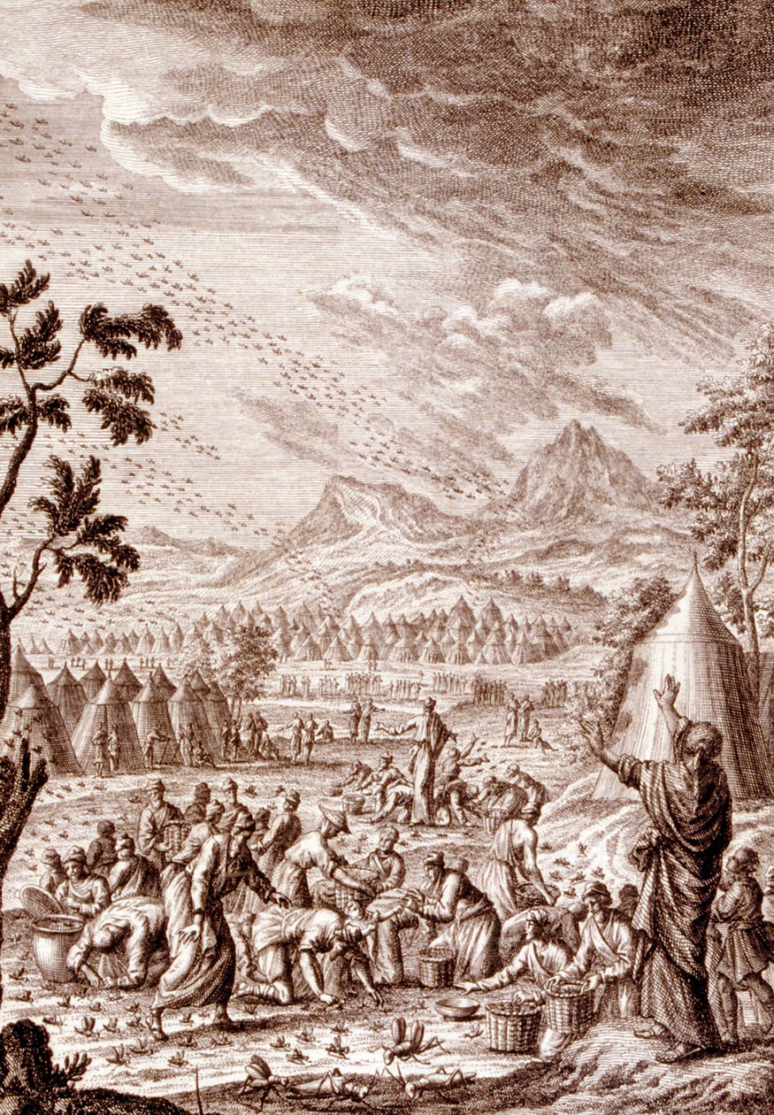 Ebrei che combattono una piaga di locuste da Johann Jakob Scheuchzer