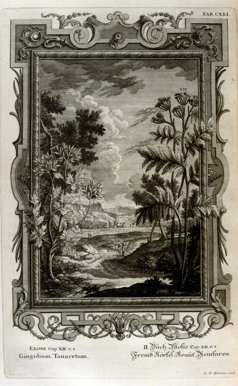 Illustrazione da Johann Jakob Scheuchzer