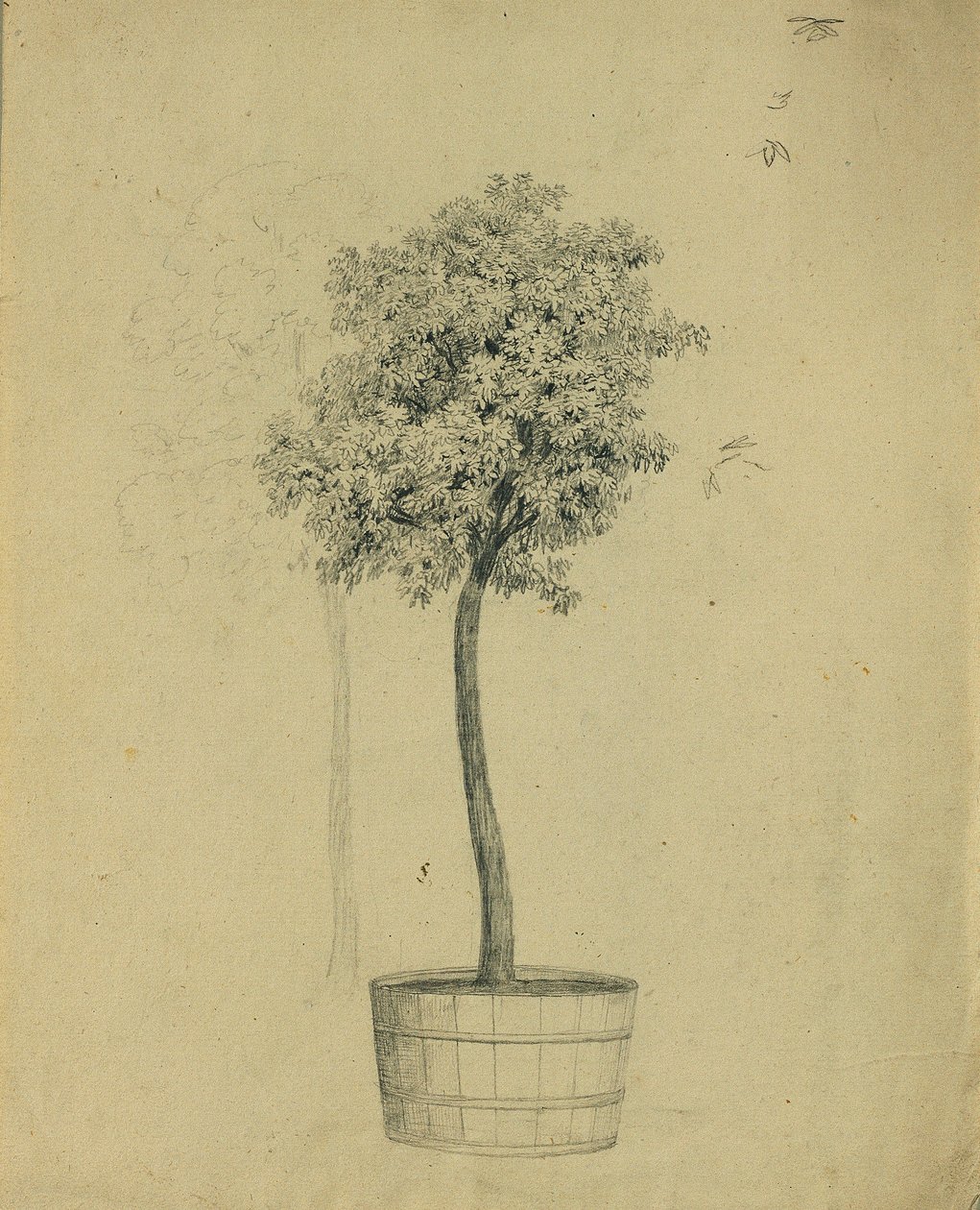 Studio di un alberello in vaso da Johann Peter Krafft