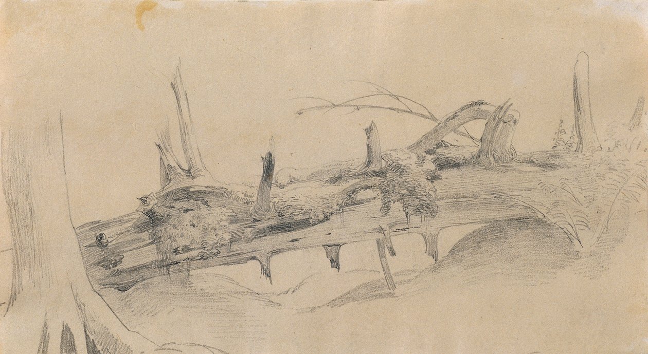 Radici, albero caduto da Johann Peter Krafft
