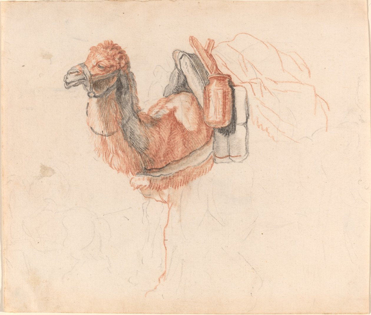 Cammello da Johann Rudolph Schellenberg