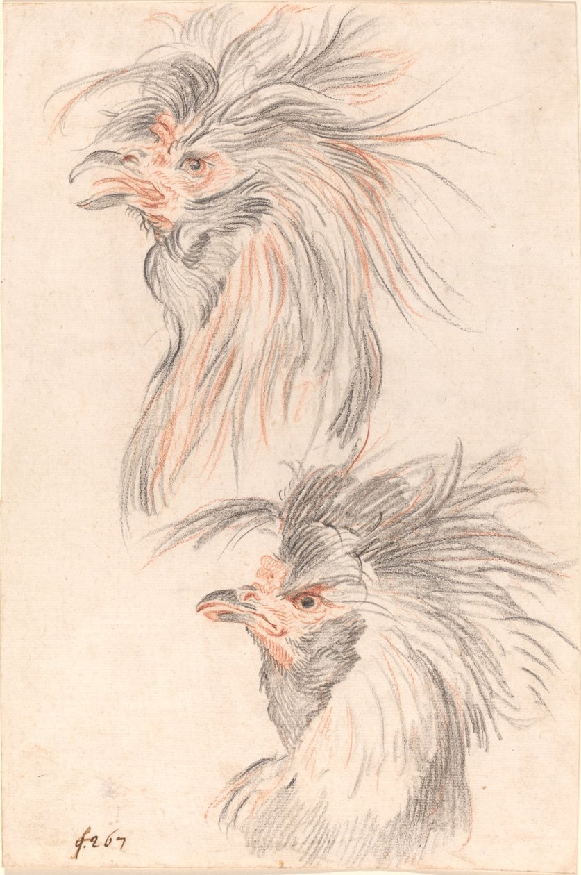 Gallo da combattimento da Johann Rudolph Schellenberg