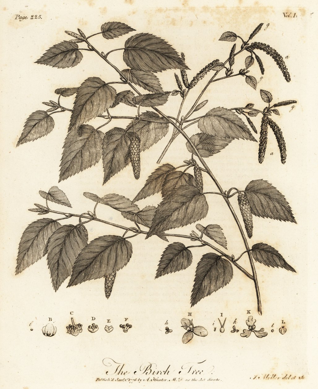 Betulla pubescente, Betula pubescens da Johann Sebastien Muller