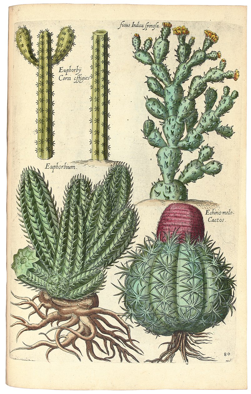 Cactus, 1641 da Johann Theodor de Bry