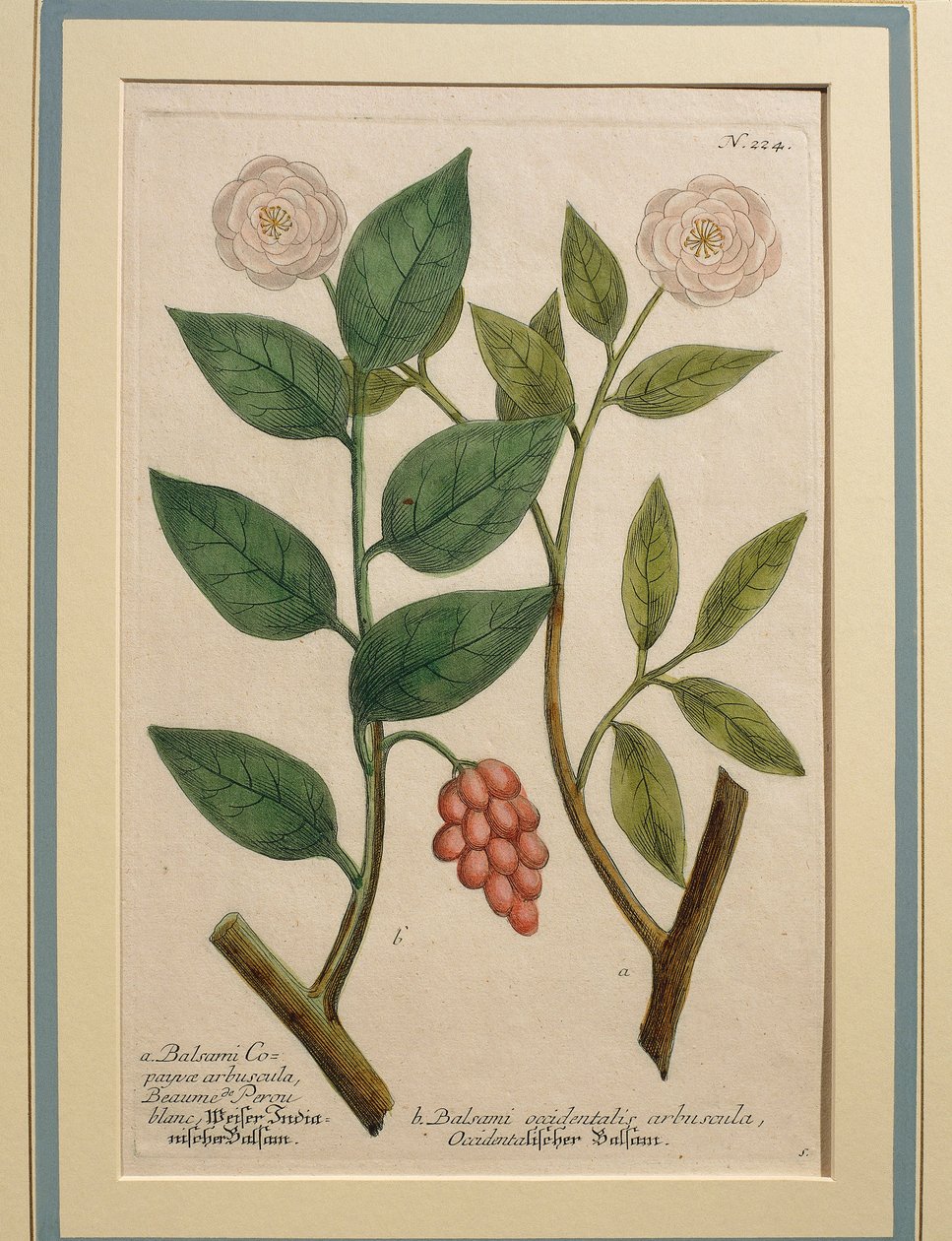 Balsami occidentalis arbuscula, incisione colorata da Johann Wilhelm Weinmann