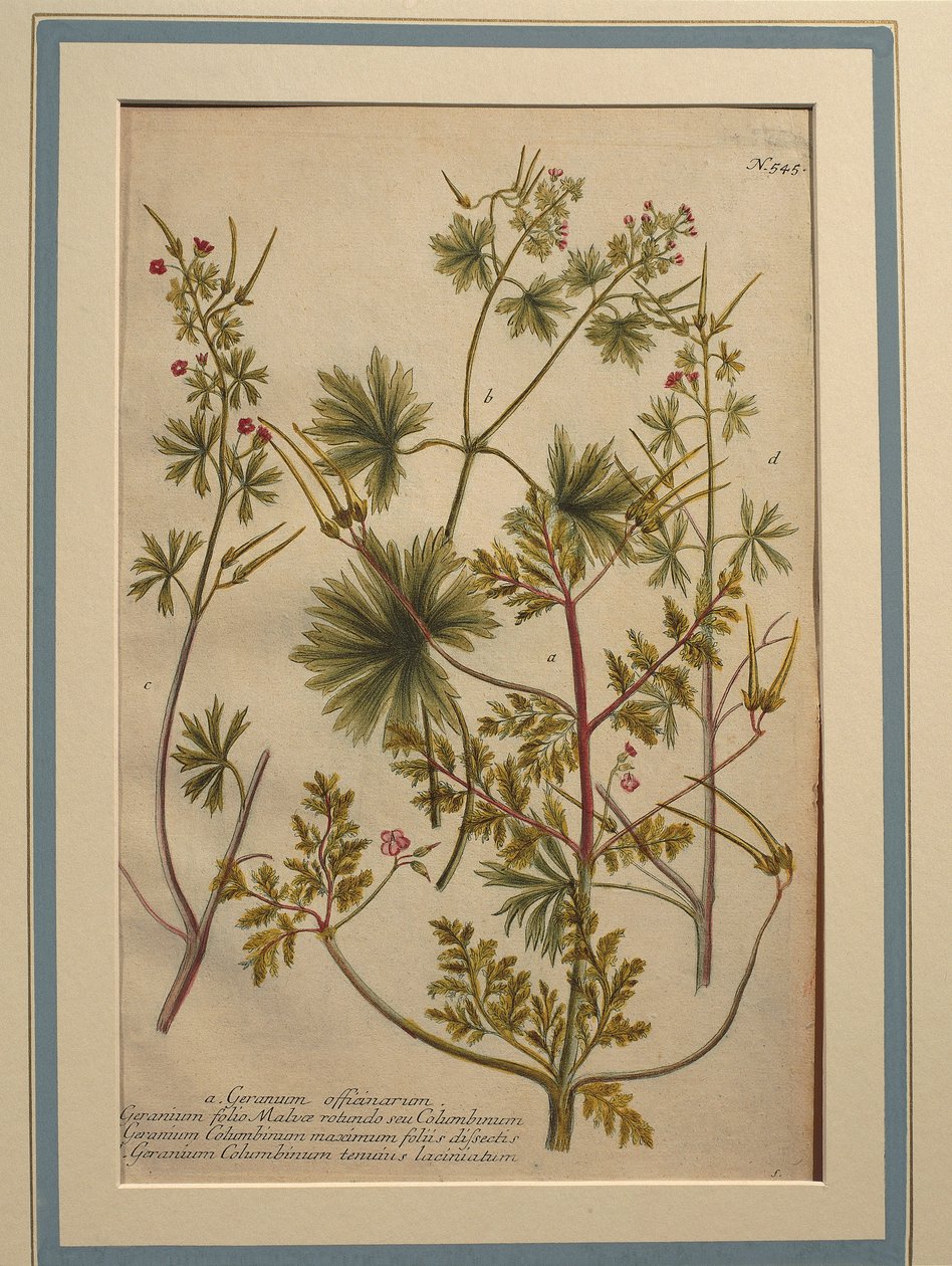 Geranio di Robert (Geranium robertianum), incisione colorata da Johann Wilhelm Weinmann