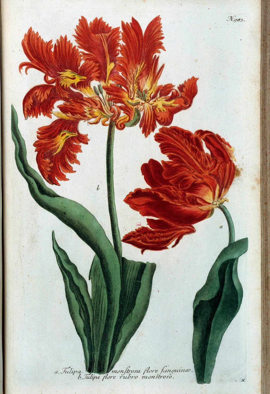 Tulipano rosso. Tavola botanica da Johann Wilhelm Weinmann