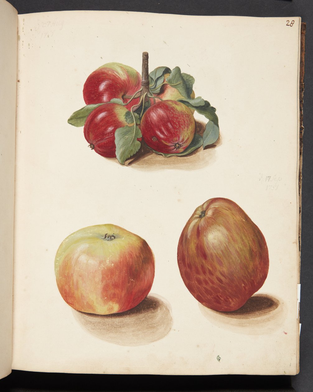 Studio di mele da Johanna Fosie