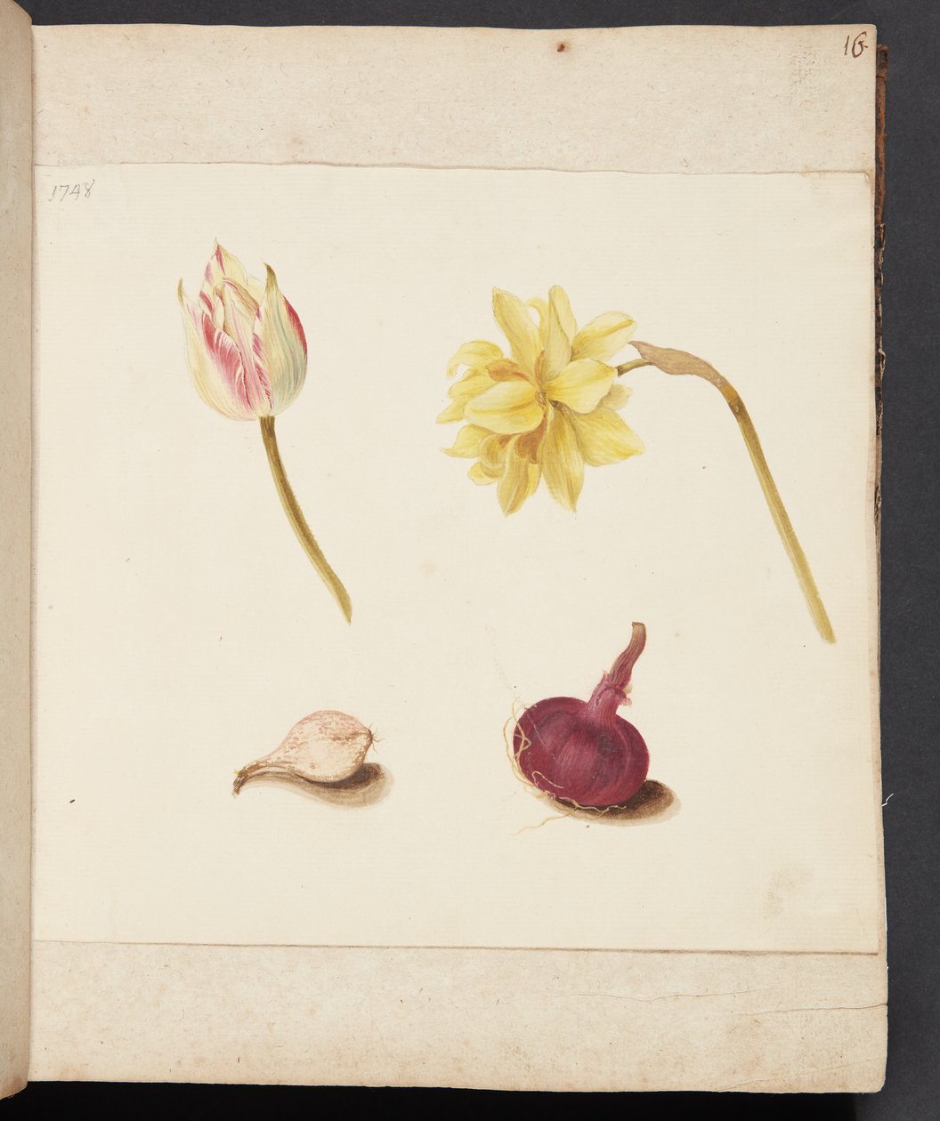 Studio di fiori e bulbi da Johanna Fosie