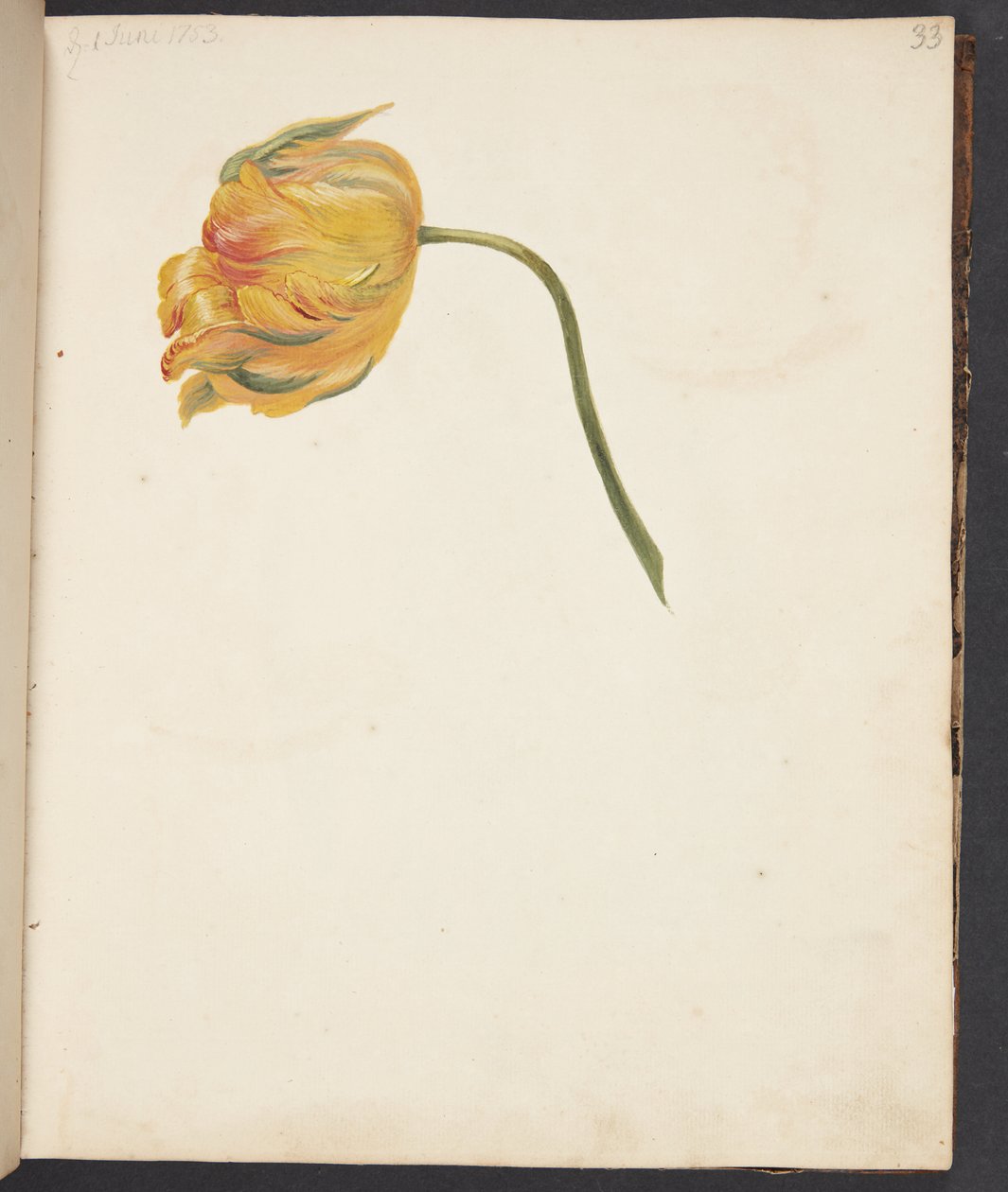 Studio di un tulipano giallo da Johanna Fosie