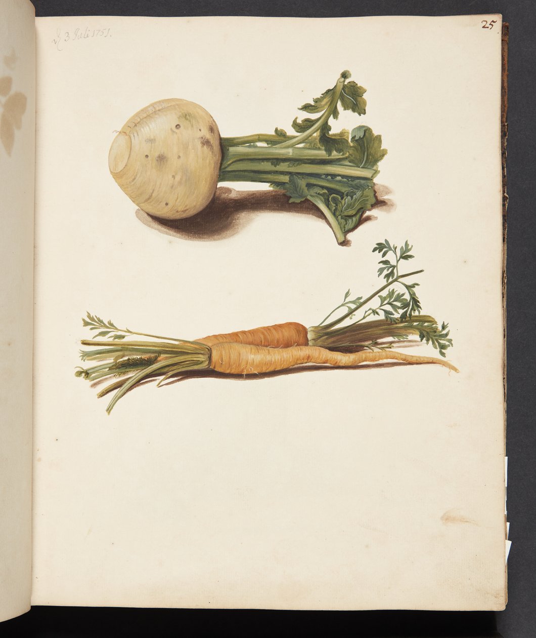Studio di rapa e carote da Johanna Fosie