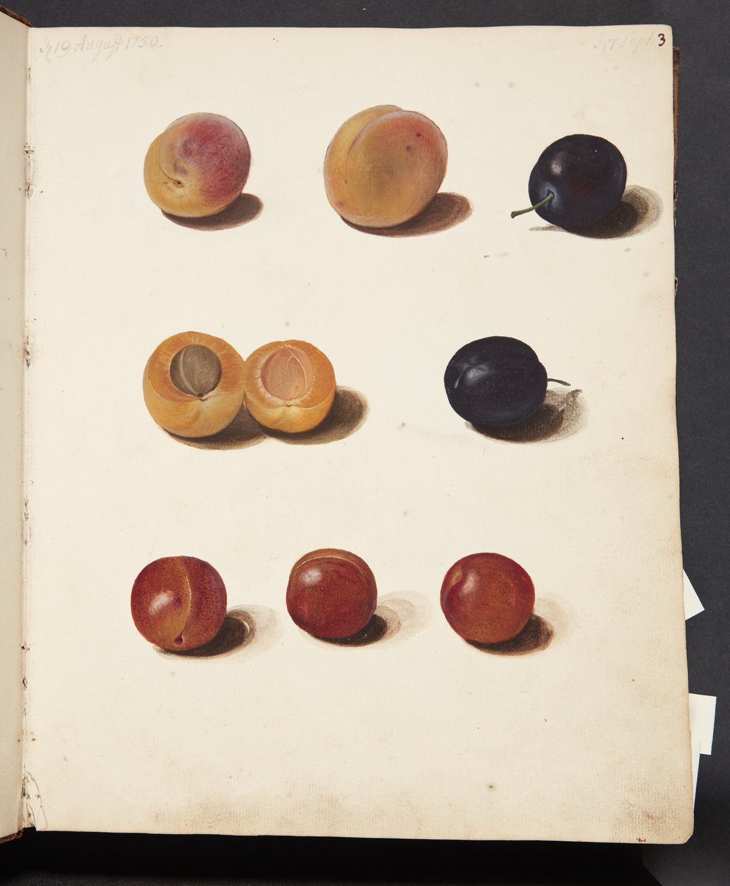 Studi di prugne da Johanna Fosie