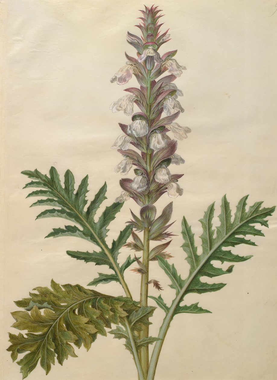 Acanthus mollis da Johannes Simon Holtzbecher