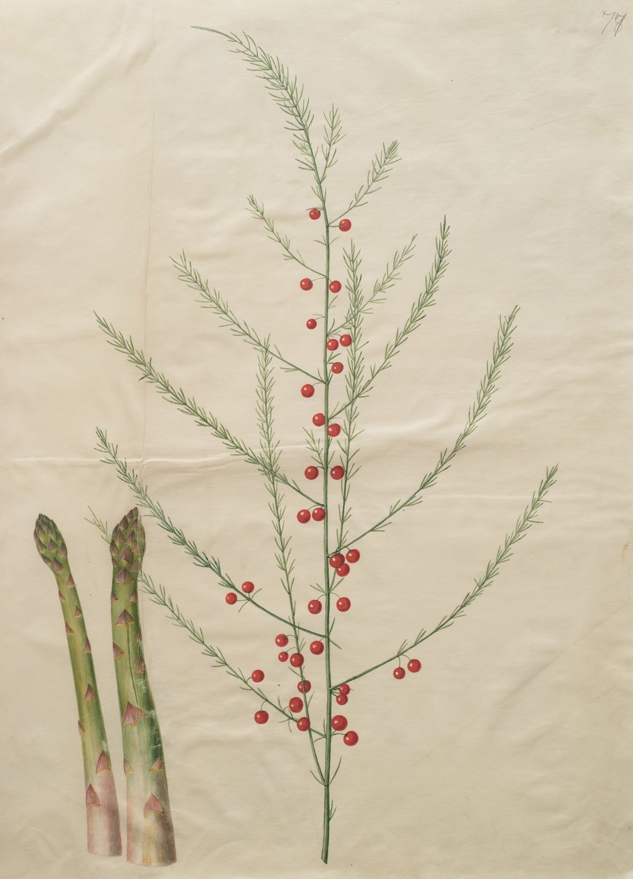 Asparagus officinalis da Johannes Simon Holtzbecher