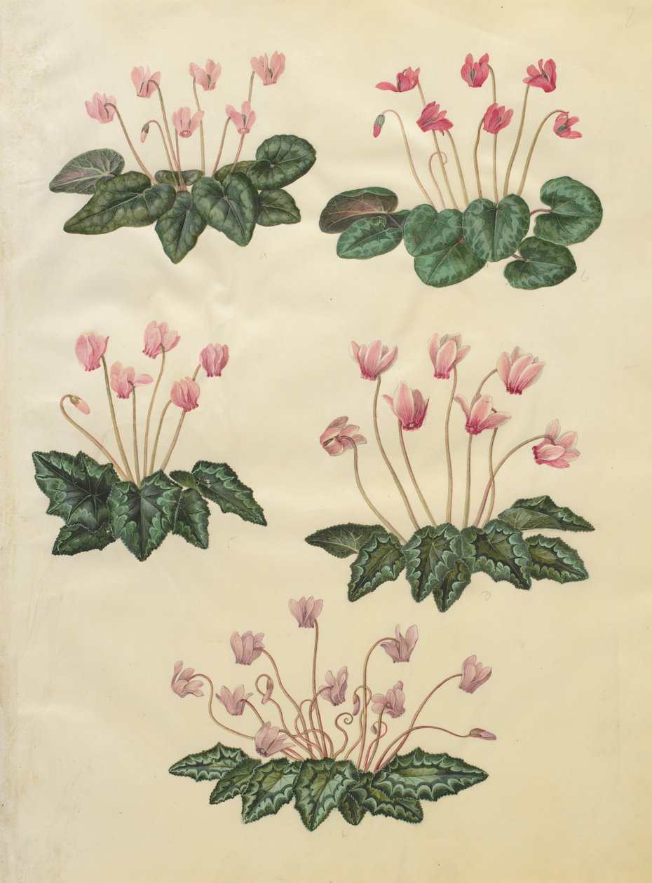 Cyclamen purpurascens; Cyclamen hederifolium da Johannes Simon Holtzbecher