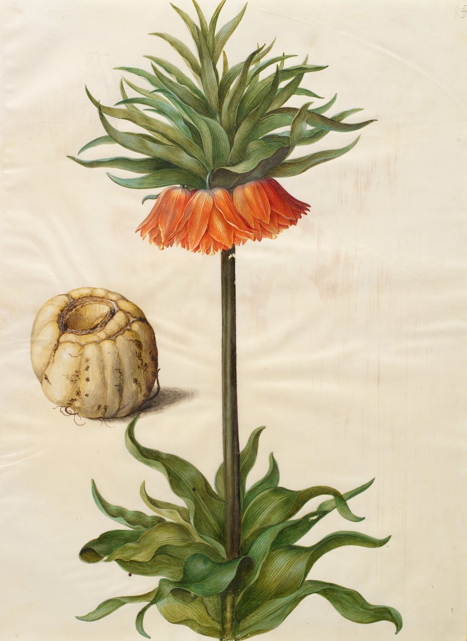 Fritillaria imperialis da Johannes Simon Holtzbecher