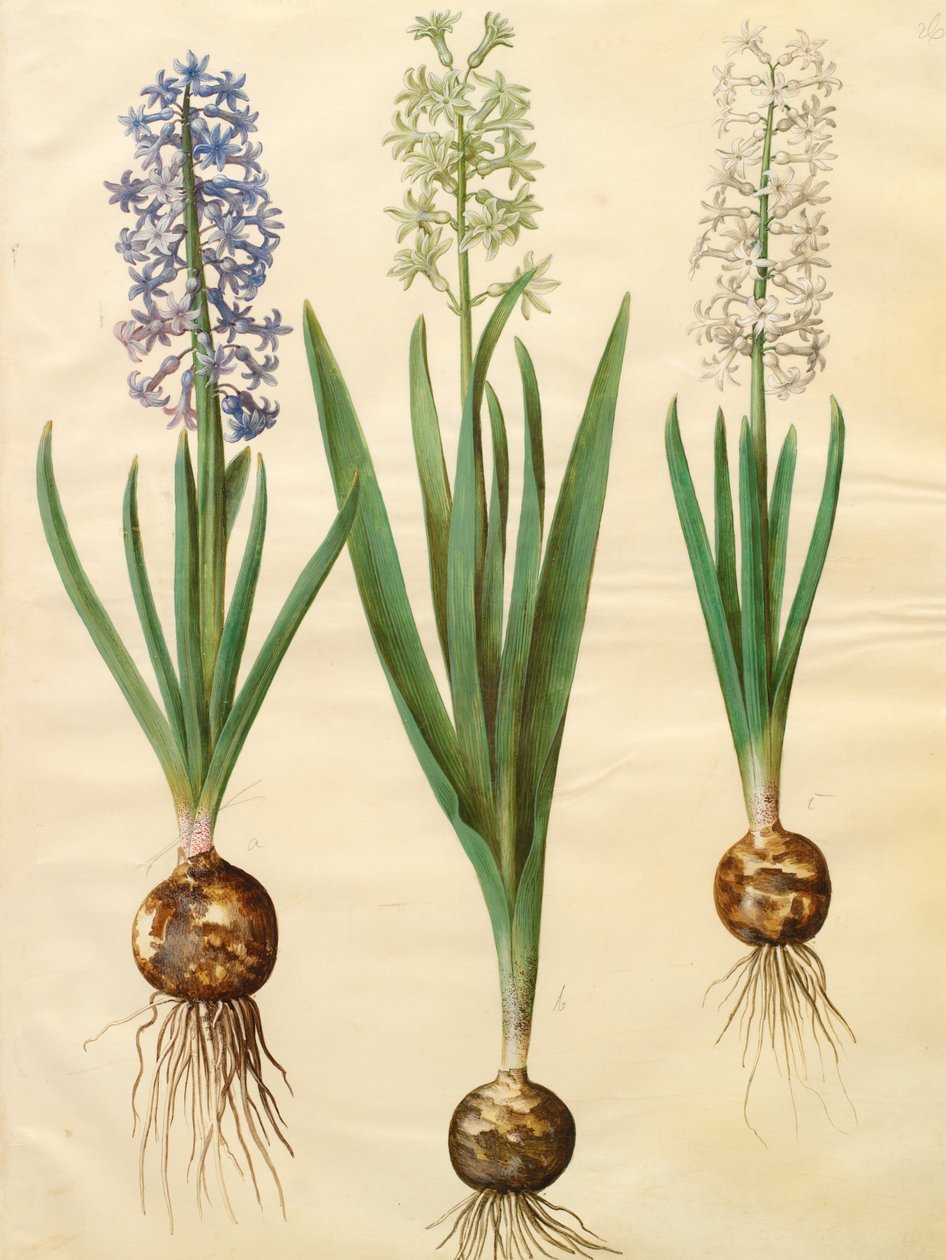 Hyacinthoides orientalis simp et pl da Johannes Simon Holtzbecher