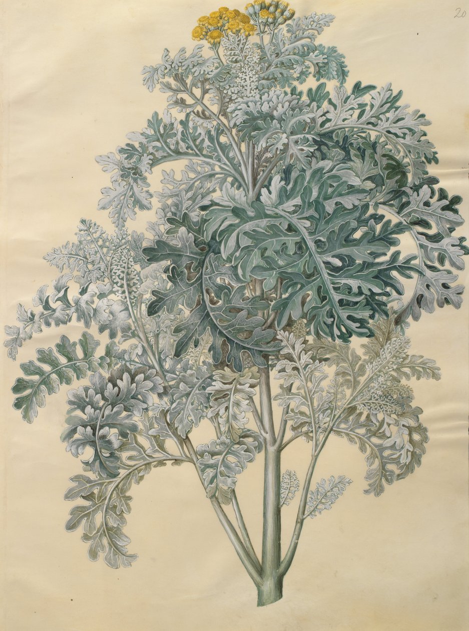 Senecio bicolor da Johannes Simon Holtzbecher